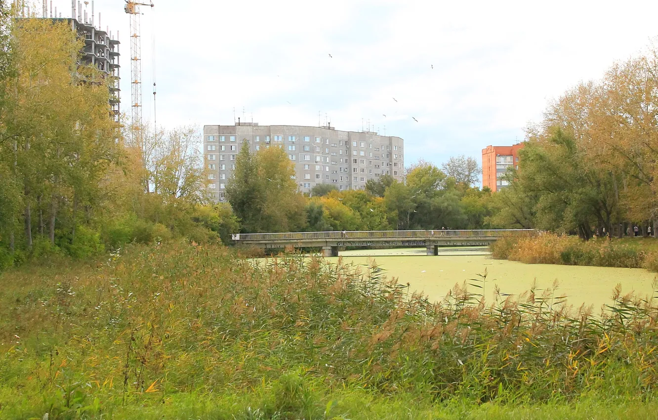 Фото обои мост, река, камыш, ряска