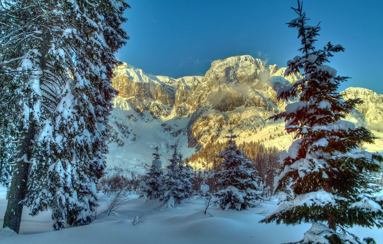 Фото обои зима, снег, деревья, горы, природа, ель, Австрия, Альпы