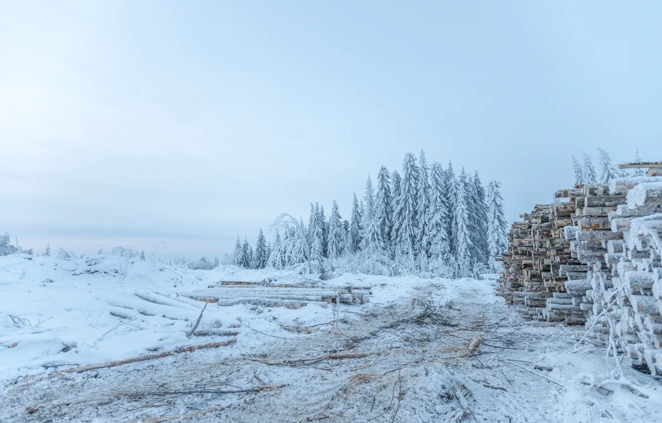 Фото обои зима, лес, небо, снег, природа, ели, брёвна