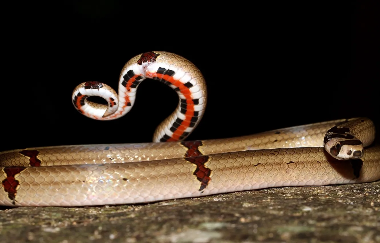 Фото обои змея, кольца, крючёк