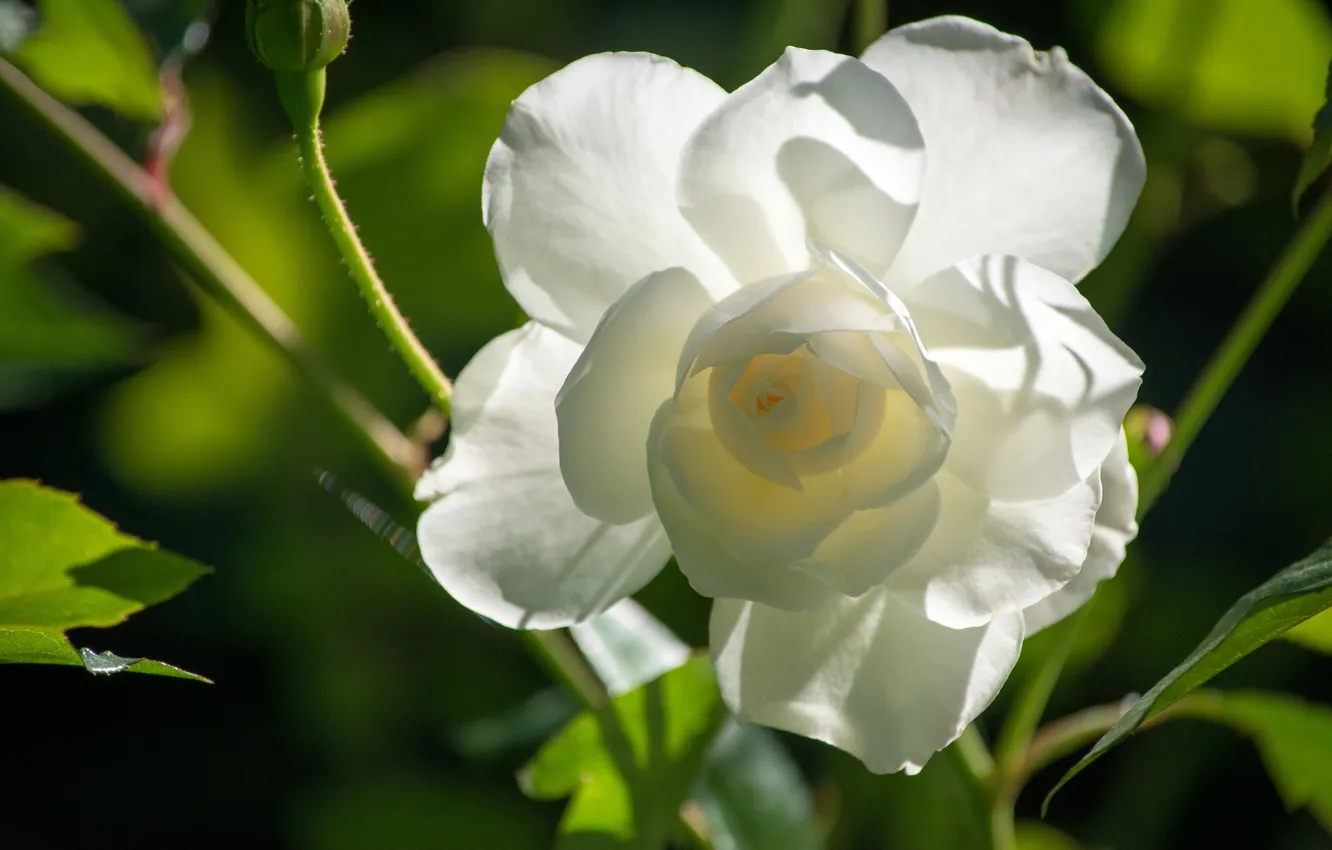 Фото обои макро, лепестки, бутон, белая роза