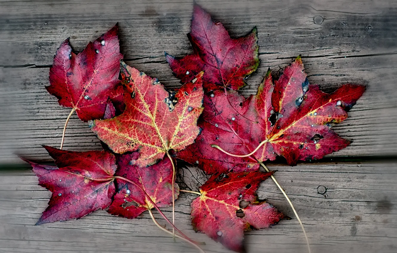 Фото обои листья, фон, красные, осенние