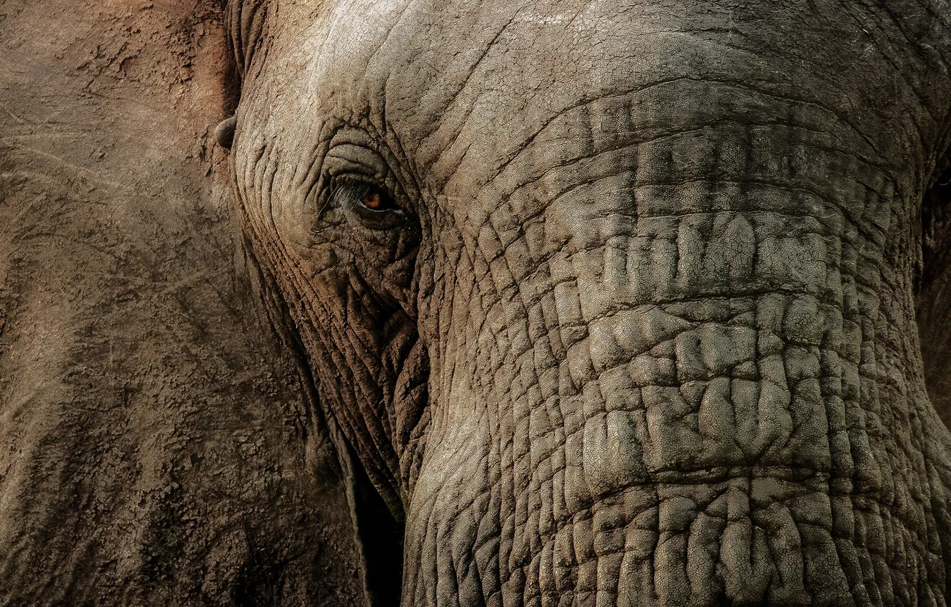 Фото обои глаза, слон, хобот, крупный