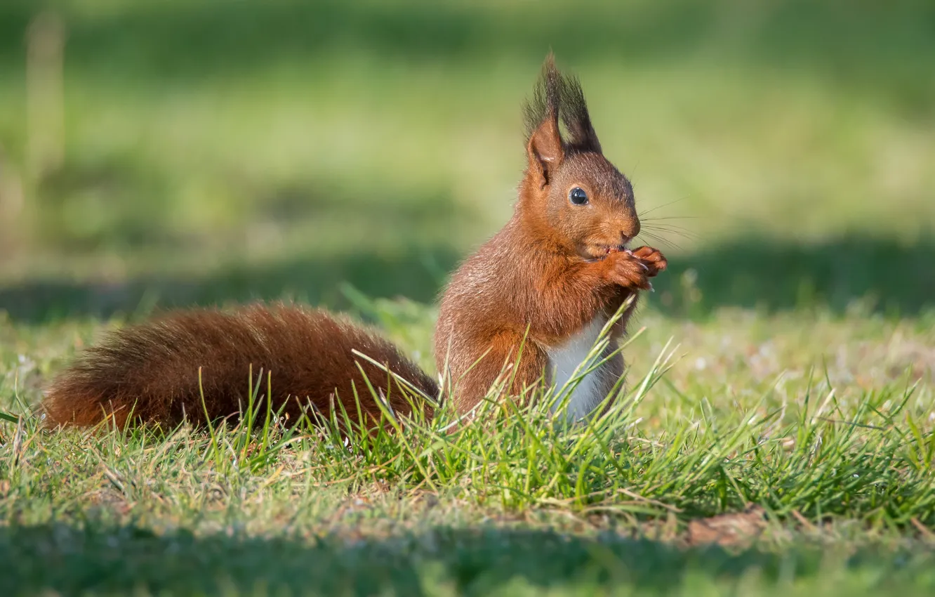 Фото обои трава, свет, поляна, белка