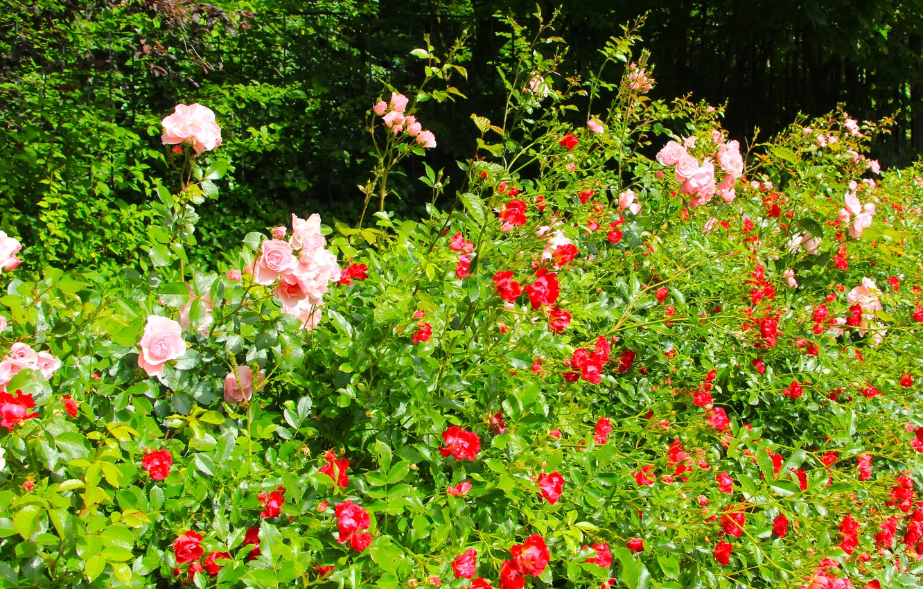 Фото обои flower, garden, roses