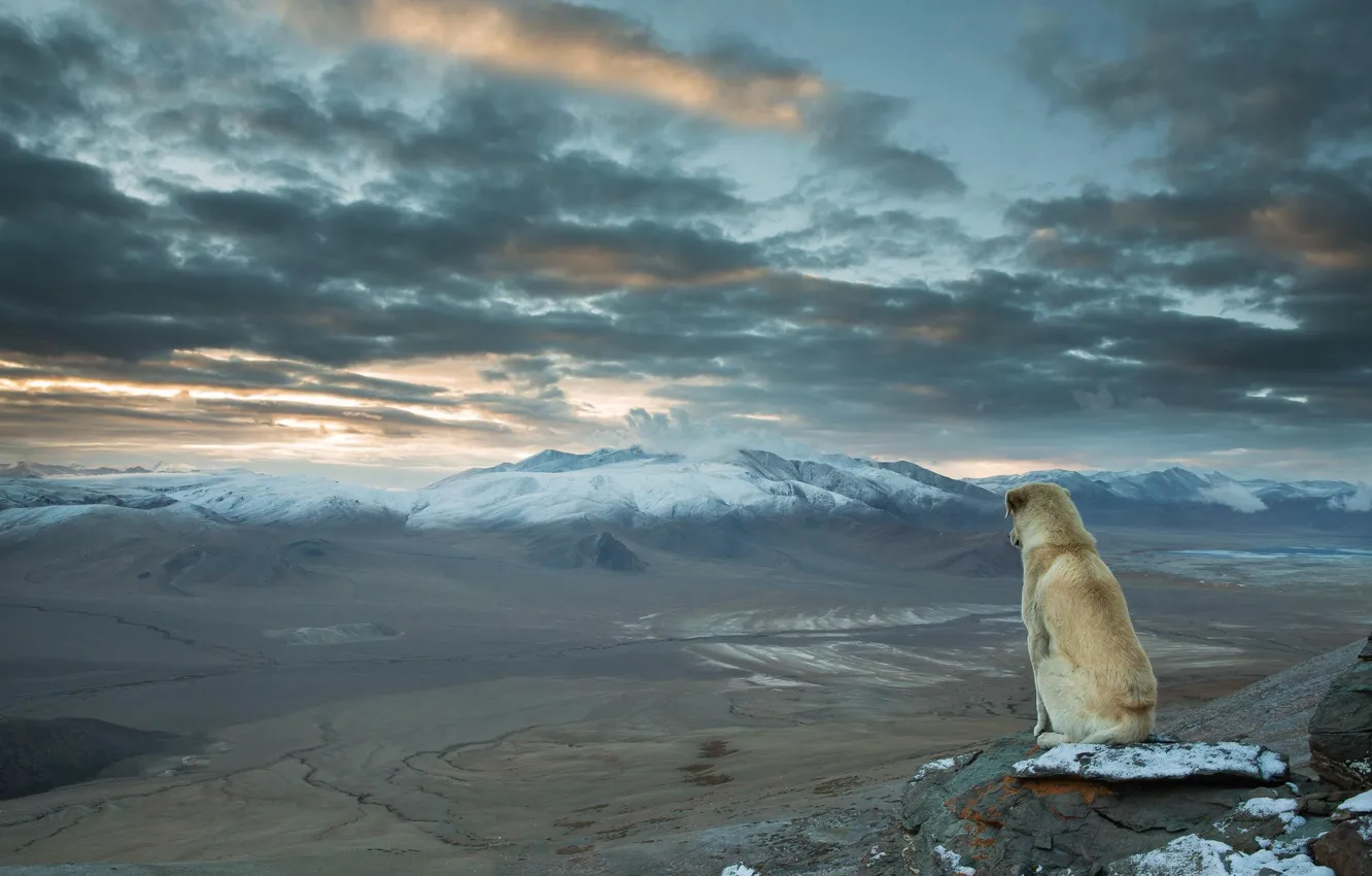 Фото обои Dog, landscape, nature, mountains, clouds, snow, animal, valley
