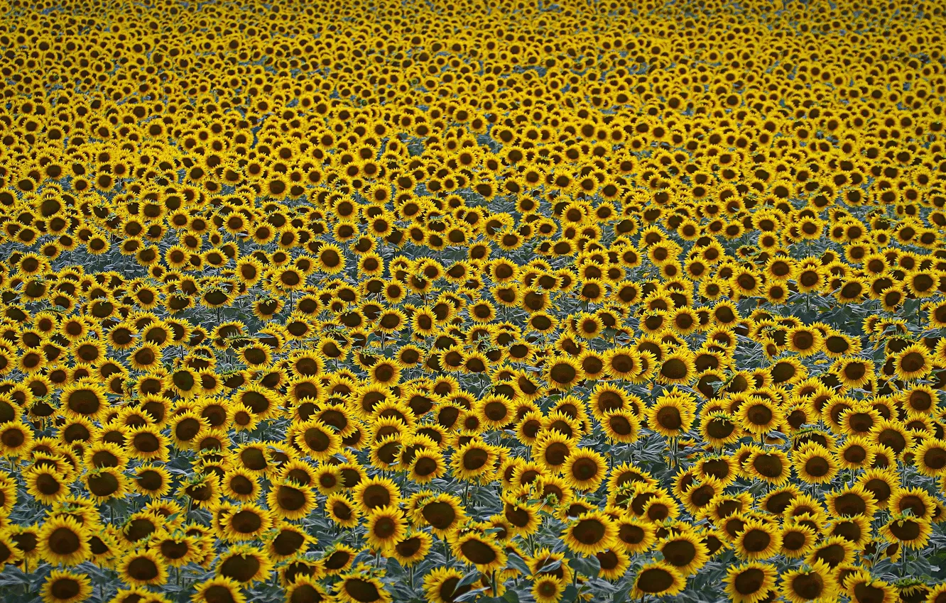 Фото обои field, sunflowers, agriculture