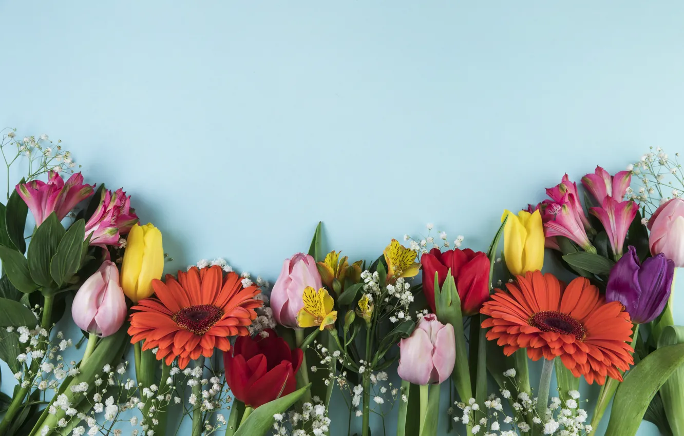Фото обои цветы, colorful, тюльпаны, хризантемы, flowers, beautiful, tulips, spring