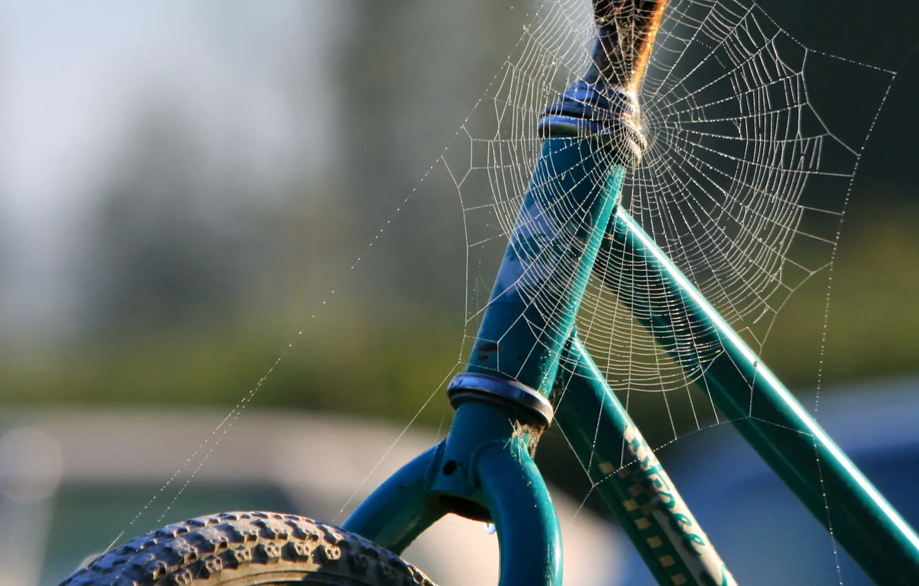 Фото обои паутина, 158, Велосипед