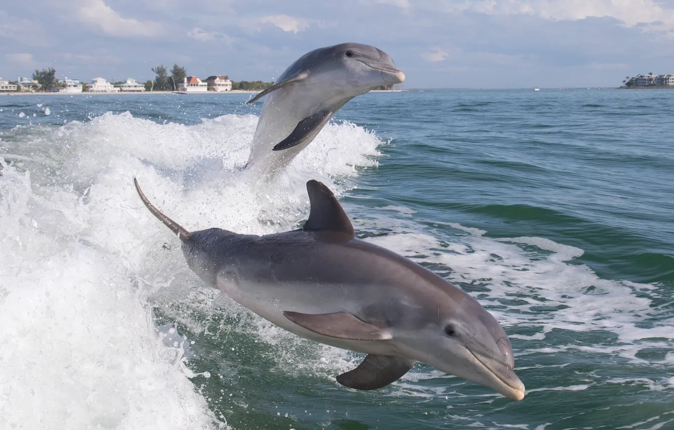 Фото обои океан, дельфины, афалины