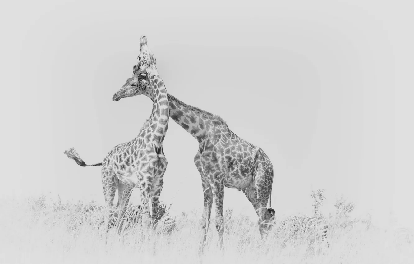 Фото обои природа, фон, жирафы
