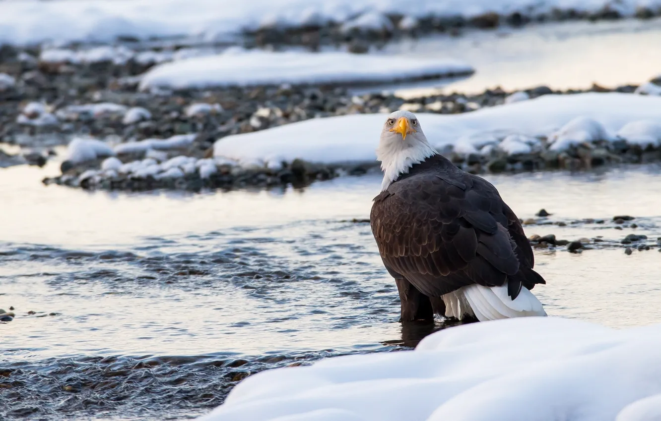 Фото обои зима, снег, птица, хищник, белоголовый орлан