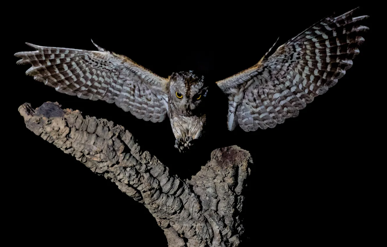Фото обои дерево, сова, Птица, Черный фон, полёт, размах крыльев, David Manusevich, Eurasian scops owl