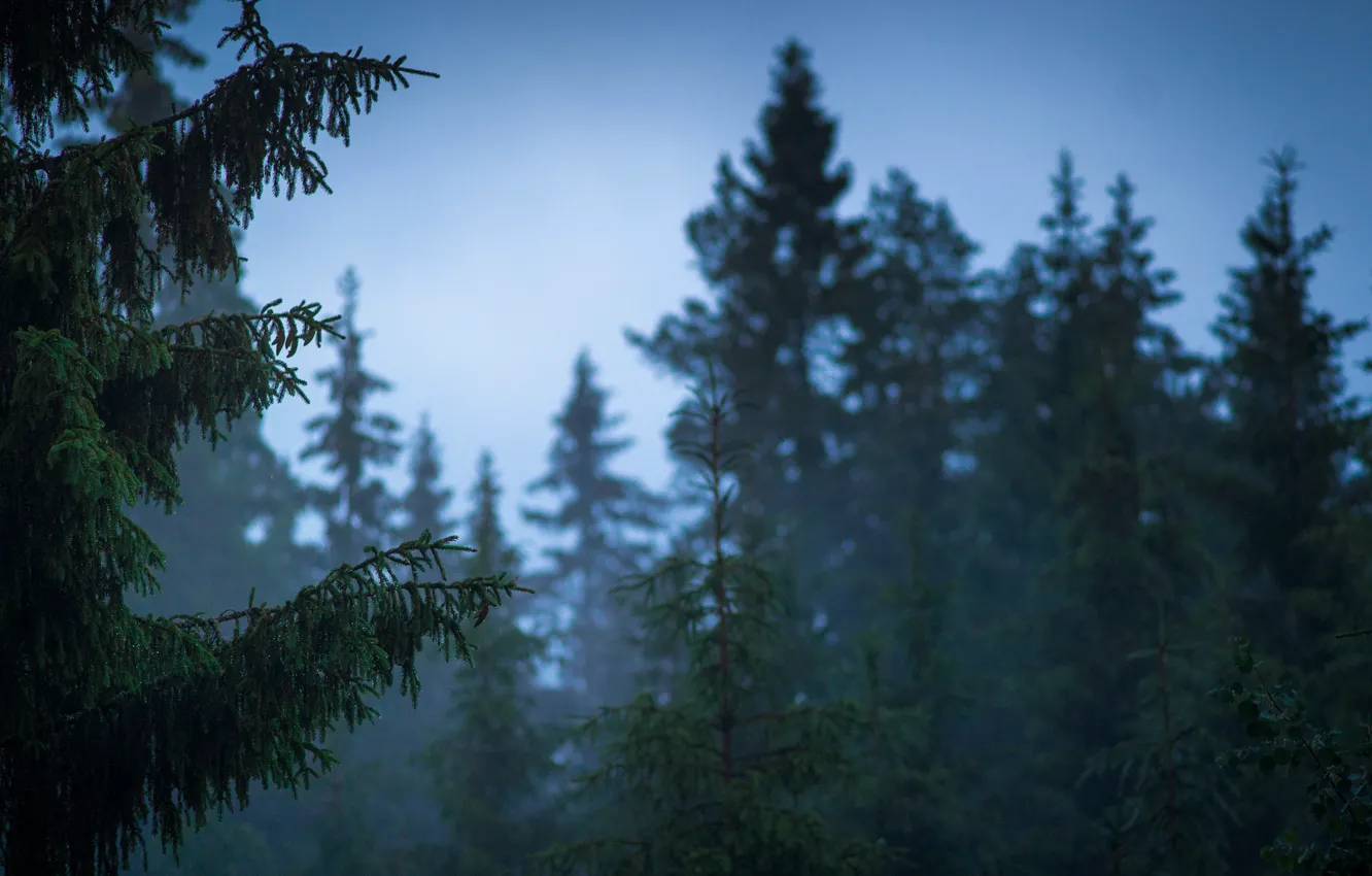 Фото обои лес, лето, природа, дождя, после, Финляндия, Jaakko Paarvala photography