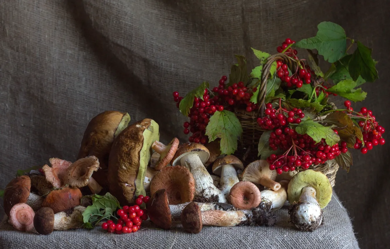 Фото обои осень, ягоды, грибы, калина