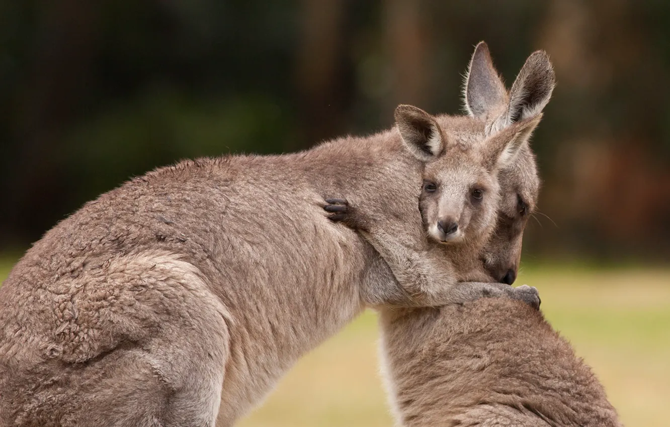 Фото обои Австралия, кенгуру, сумчатое