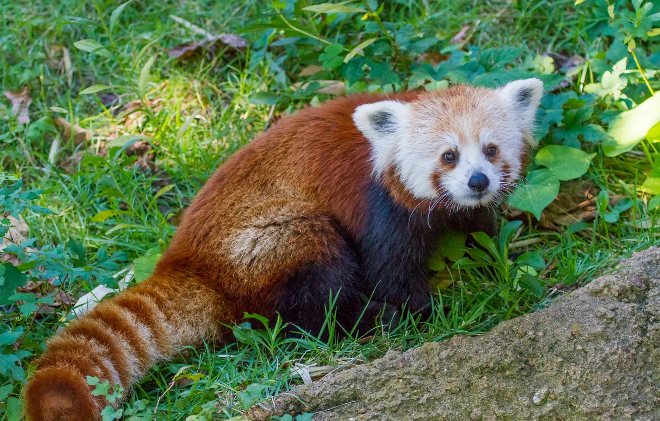 Фото обои трава, красная панда, firefox, малая панда