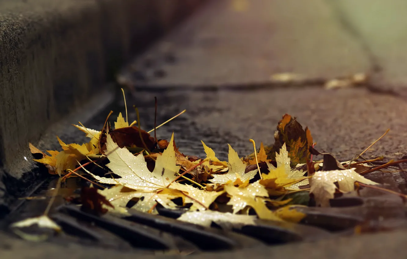 Фото обои дорога, осень, листья