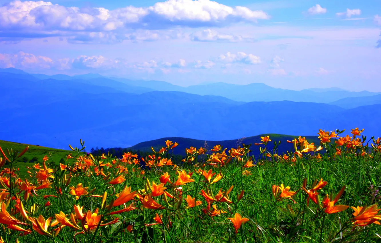 Фото обои небо, облака, цветы, горы