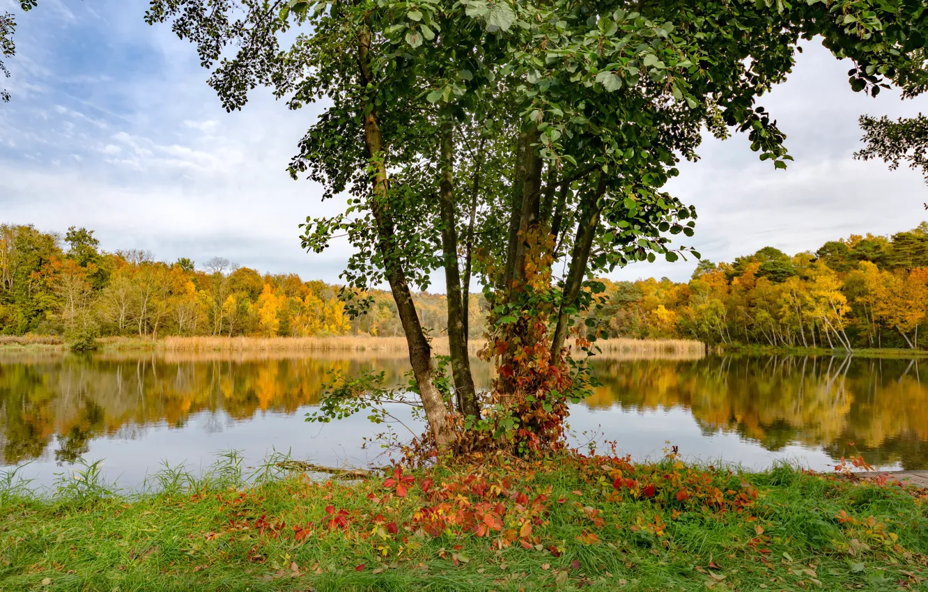 Фото обои лес, лето, деревья, озеро