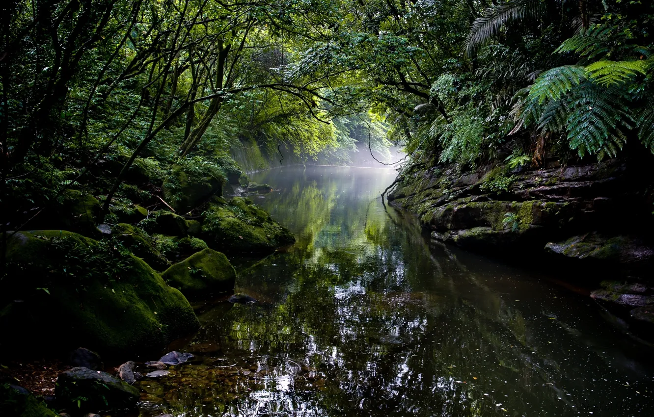 Фото обои лес, река, джунгли