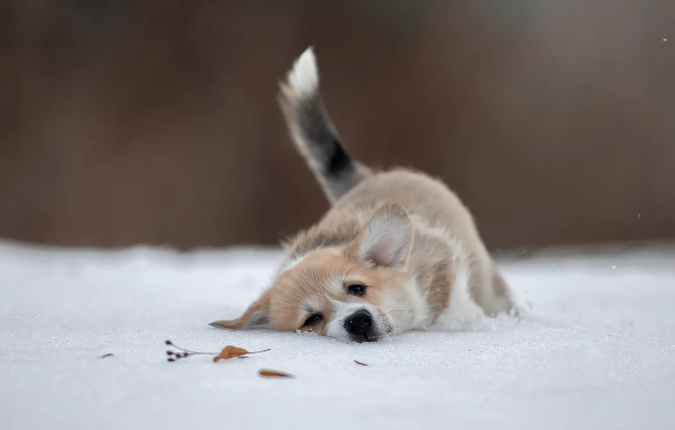 Фото обои зима, снег, настроение, собака, щенок, пёсик, Вельш-корги, Светлана Писарева