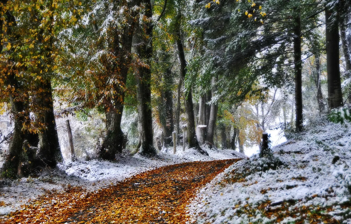 Фото обои зима, дорога, природа, фото