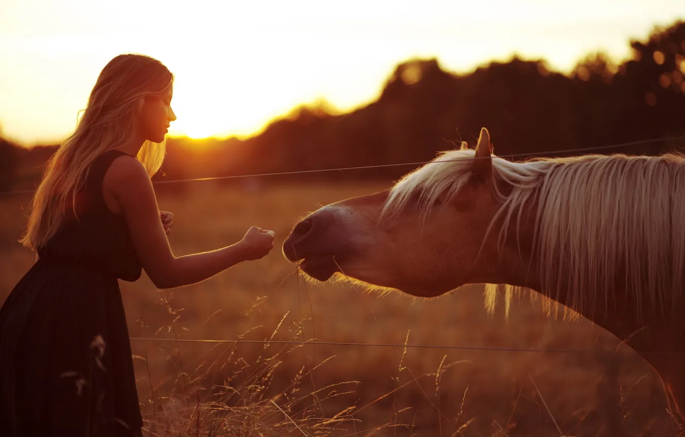 Фото обои девушка, свет, настроение, конь