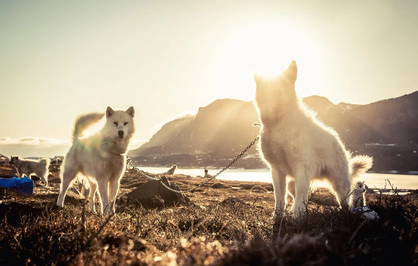 Фото обои собаки, горы, природа, река, лайки, привал