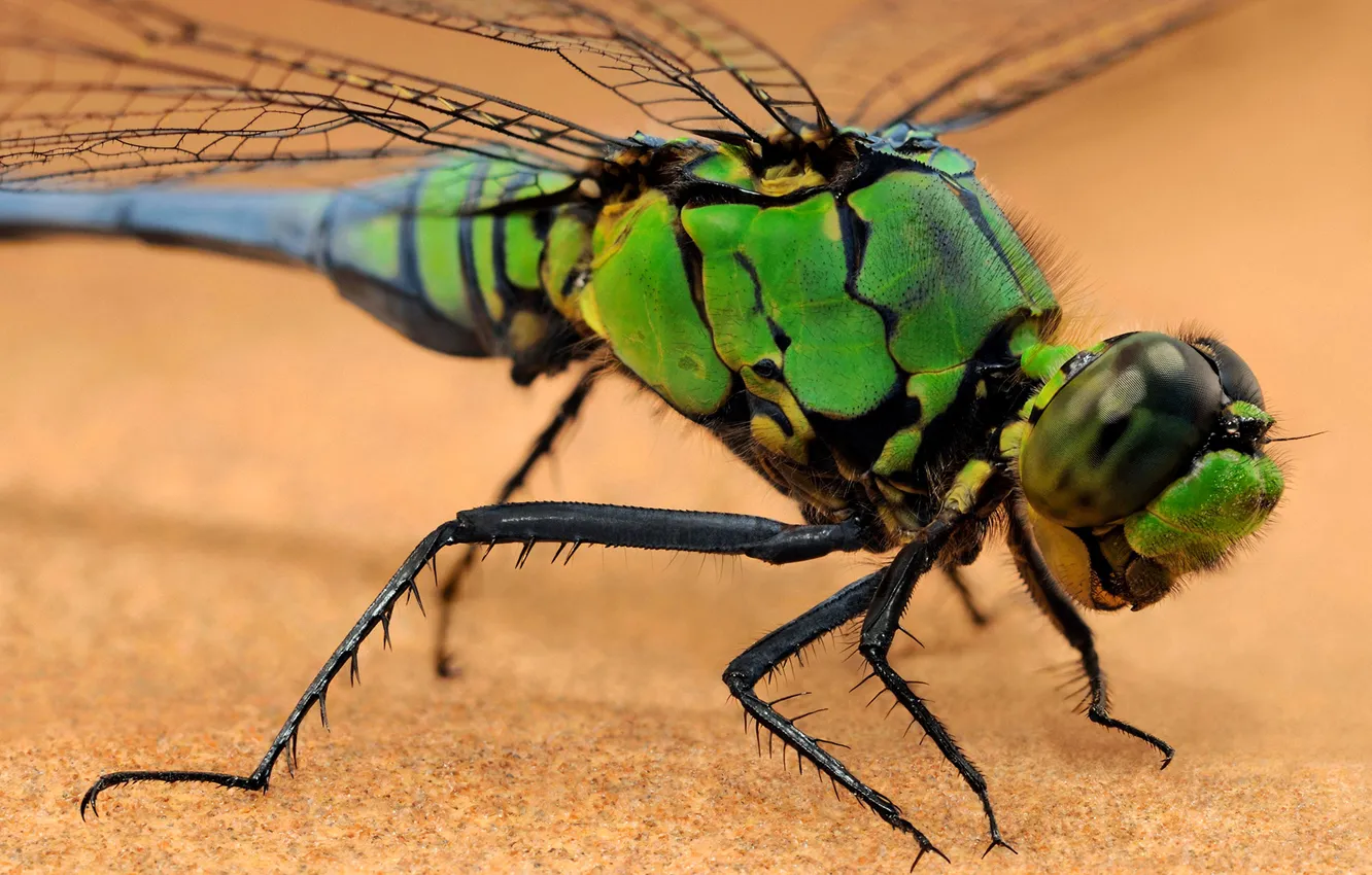 Фото обои крылья, стрекоза, насекомое