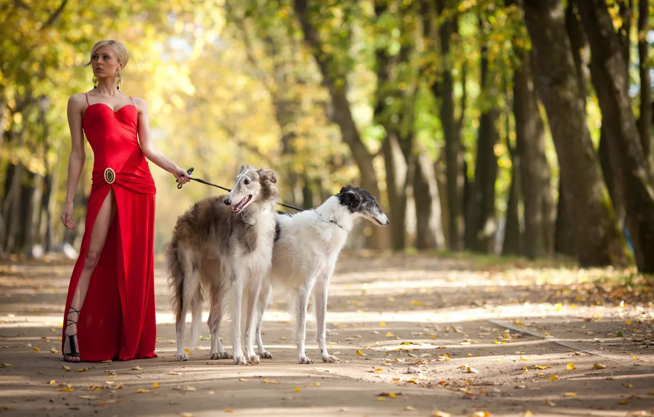 Фото обои девушка, парк, собака, прогулка