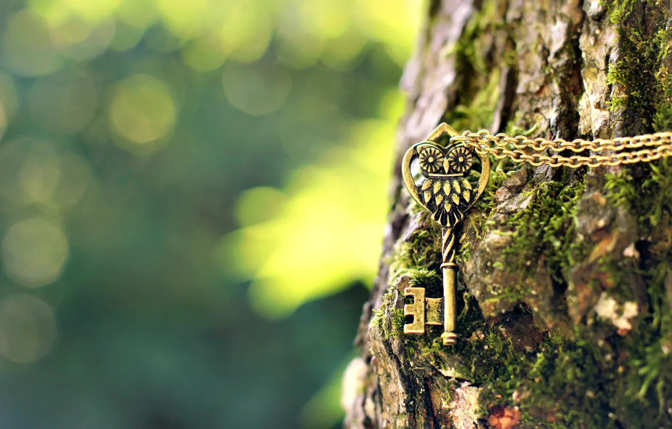 Фото обои макро, дерево, сова, размытость, ключ, кора, цепочка, подвеска