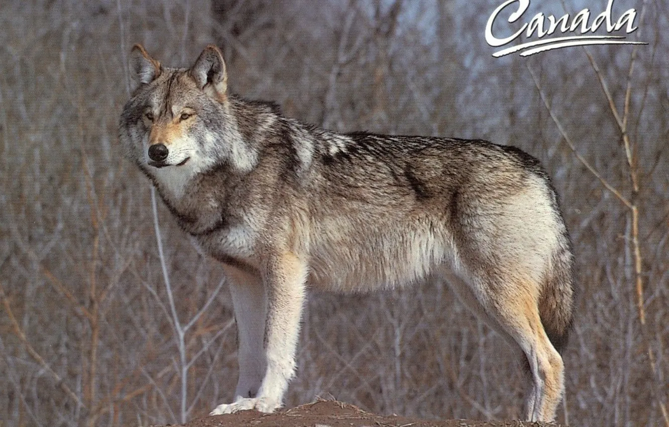 Фото обои Predator, nature, snow, face, animal, wolf, canis lupus, wildlife