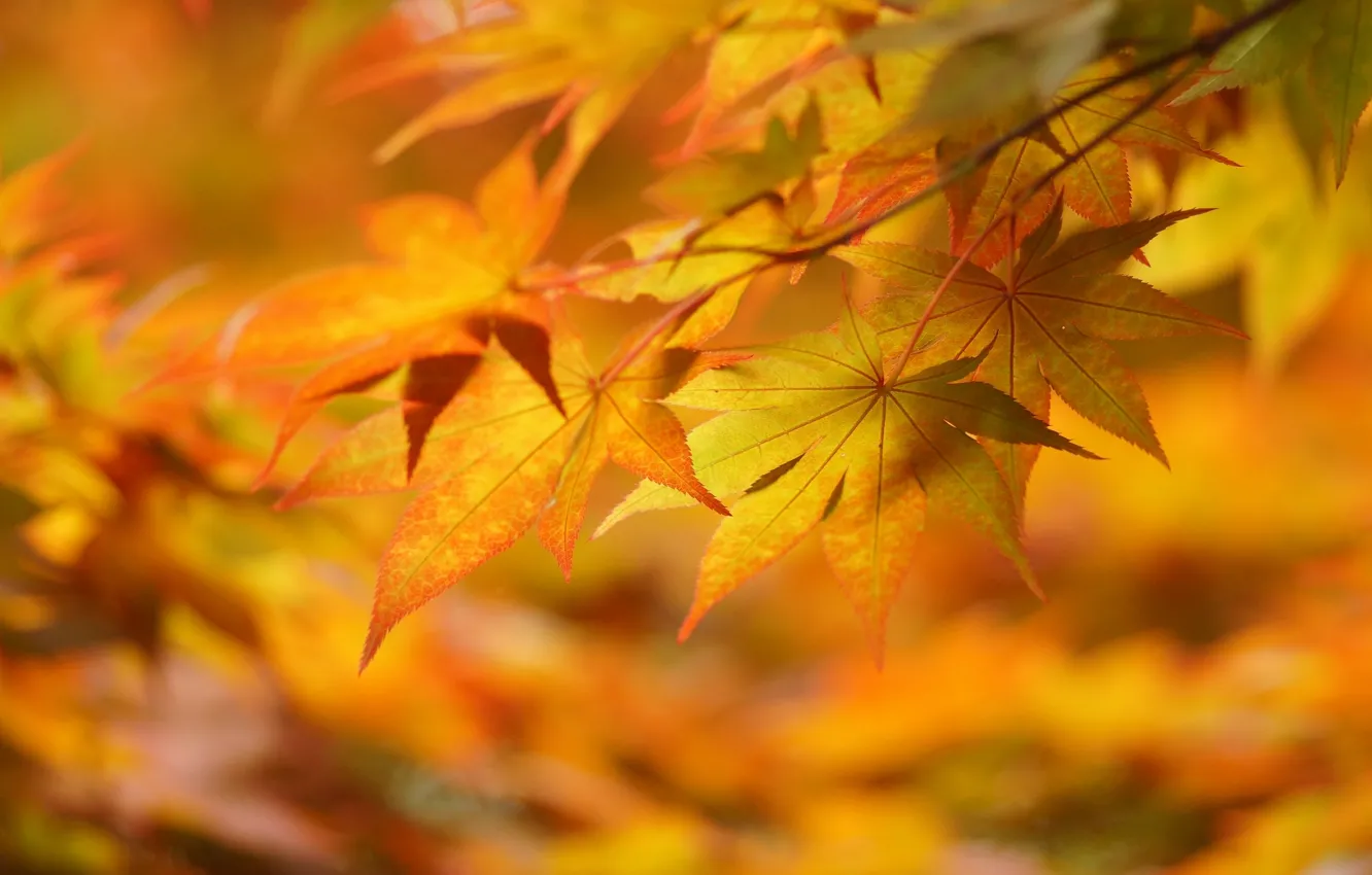 Фото обои осень, листья, макро, настроение, жёлтые