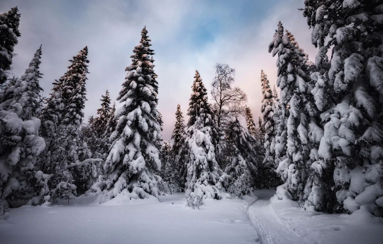 Фото обои зима, снег, деревья, природа, вечер, ели, дорожка, Елена Соколова