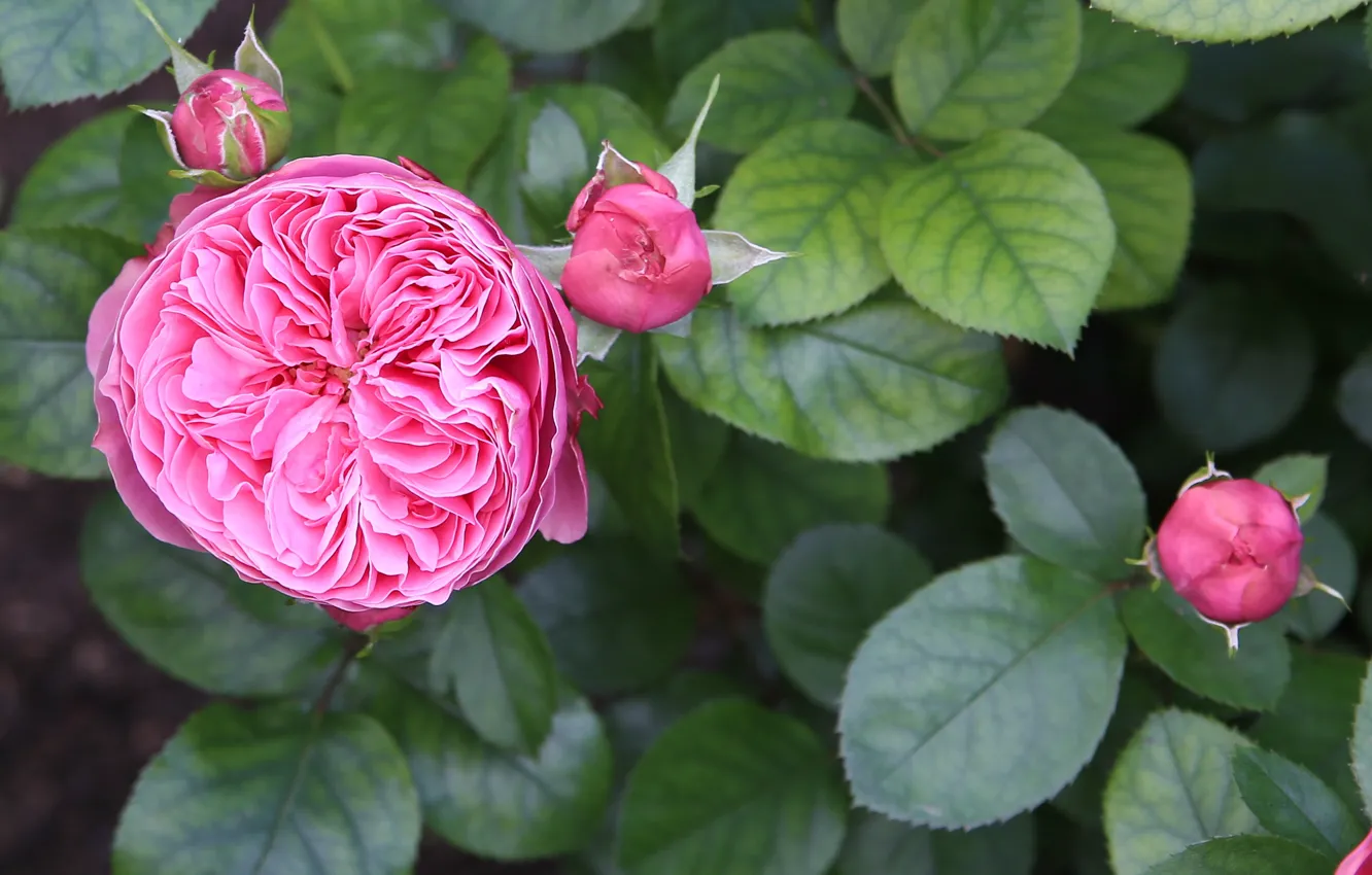 Фото обои куст, розы, весна, сад, розовые, бутоны, открытка, крупным планом