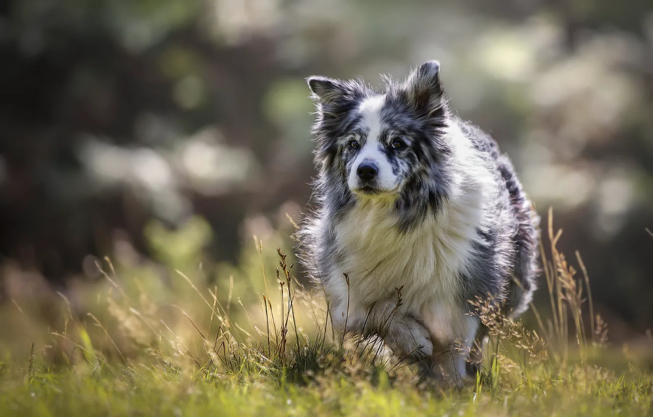 Фото обои природа, друг, собака