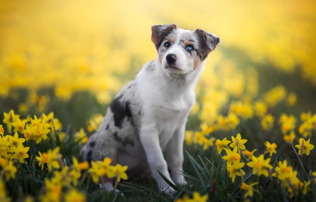 Фото обои белый, взгляд, цветы, природа, поза, фон, поляна, собака