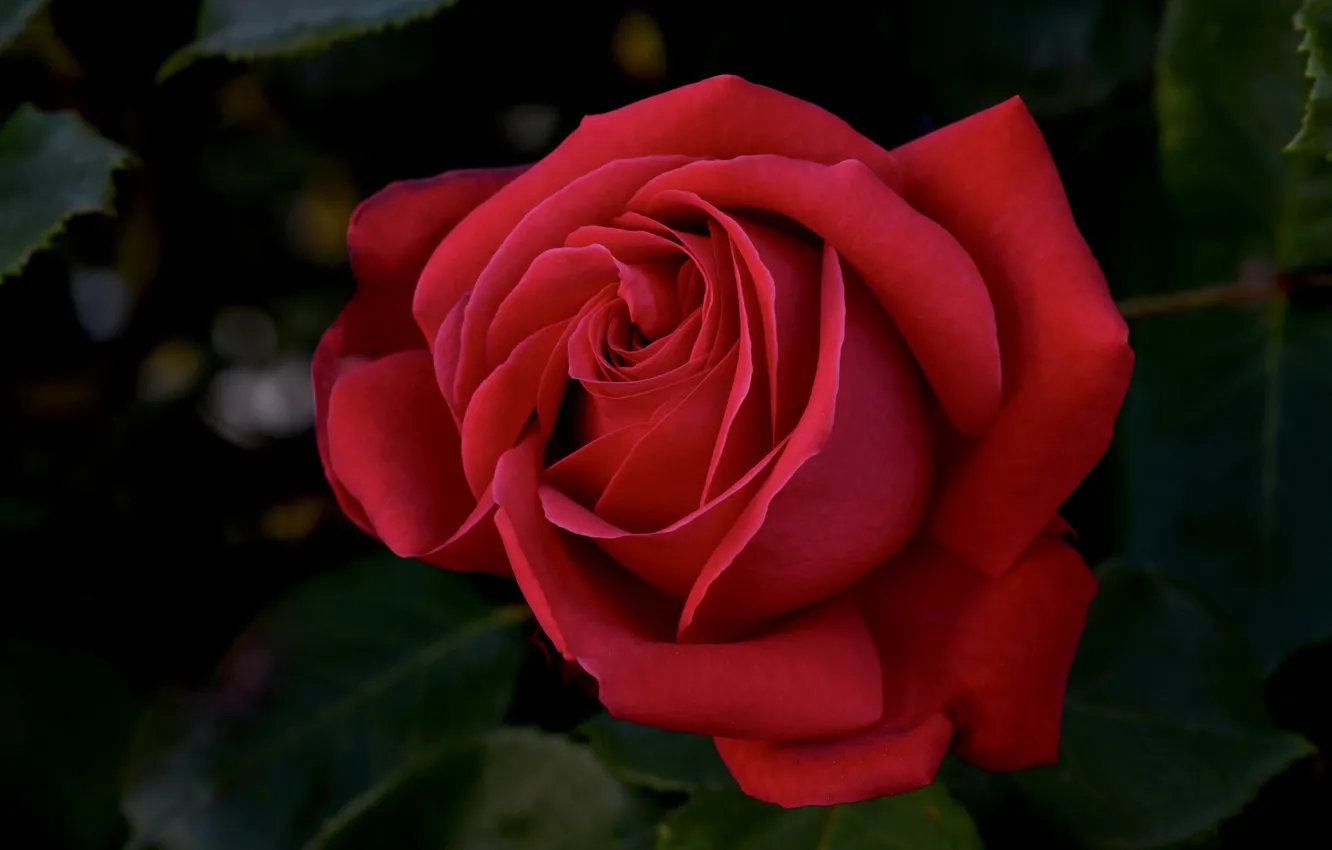 Фото обои цветок, макро, темный фон, роза, бутон, красная