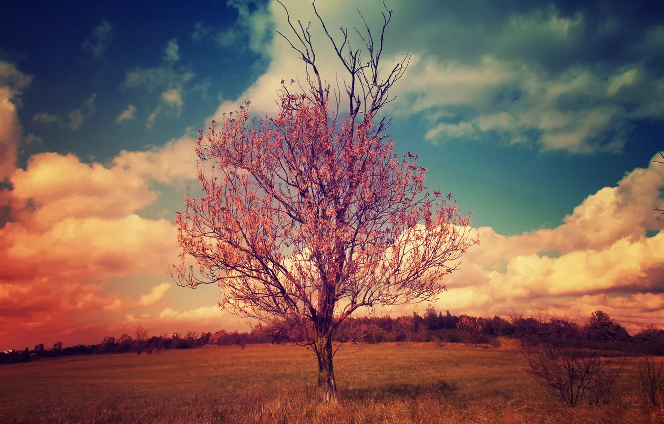 Фото обои облака, пейзаж, ветки, дерево, крона