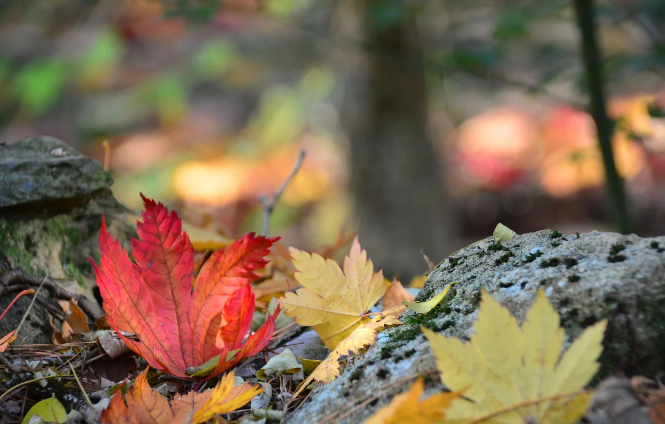 Фото обои осень, лес, листья, камни
