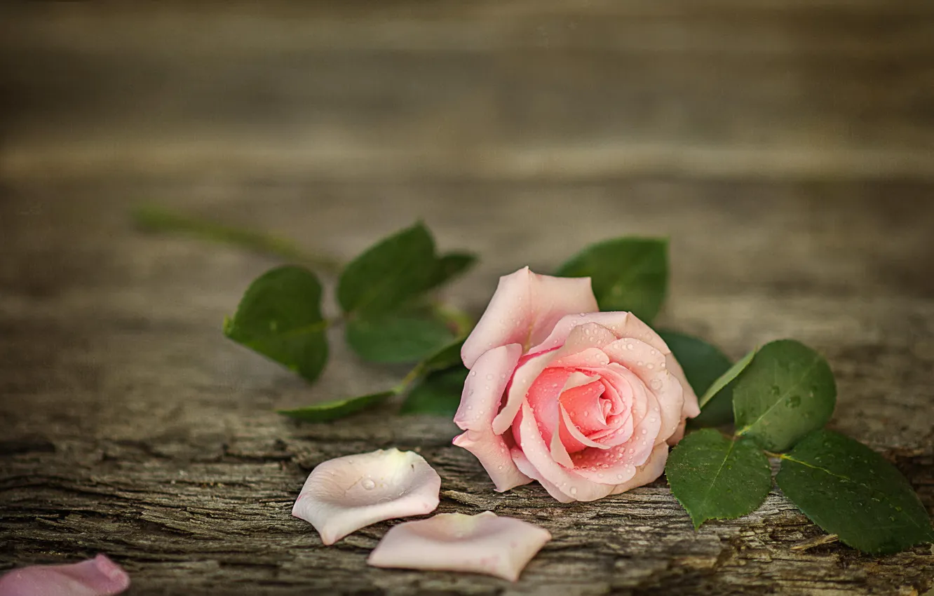 Фото обои доски, вода, лепестки, капли, цветок, роза
