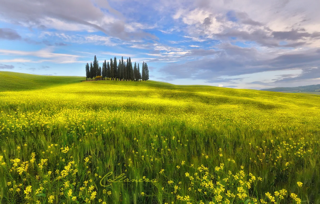 Фото обои поле, небо, облака, цветы, весна, Италия, Май, Тоскана