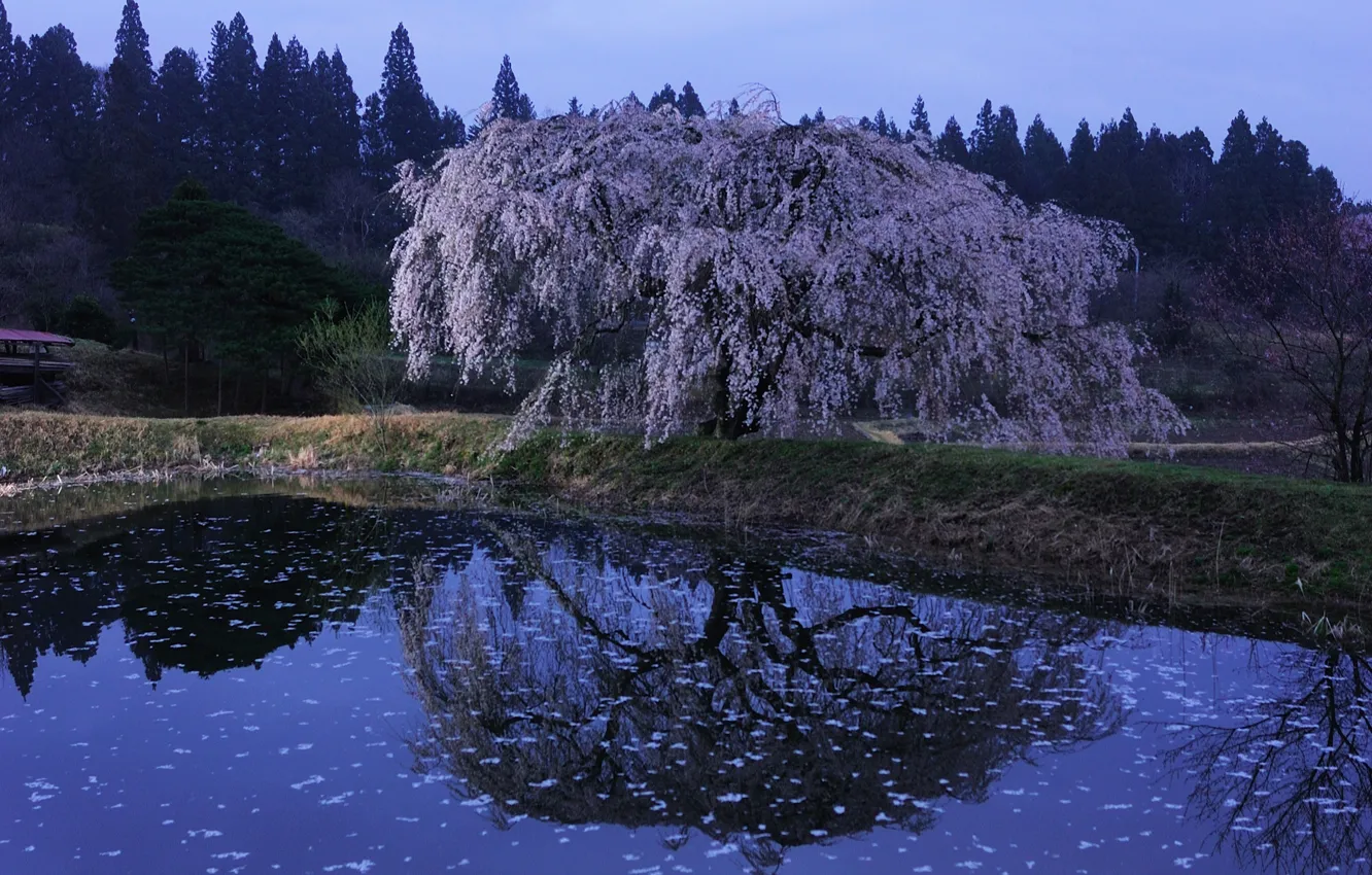 Фото обои пруд, отражение, сакура, Japan, цветение, Kawachi Fuji gardens