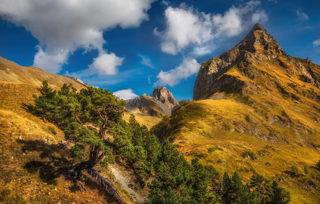 Фото обои деревья, пейзаж, горы, природа, Кавказ, Загедан-Скала, Шхуанта