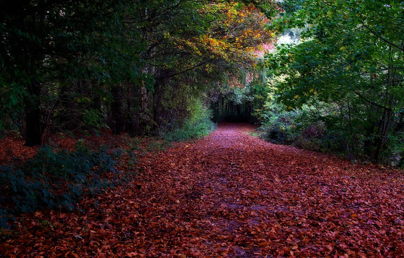 Фото обои дорога, осень, лес, листья