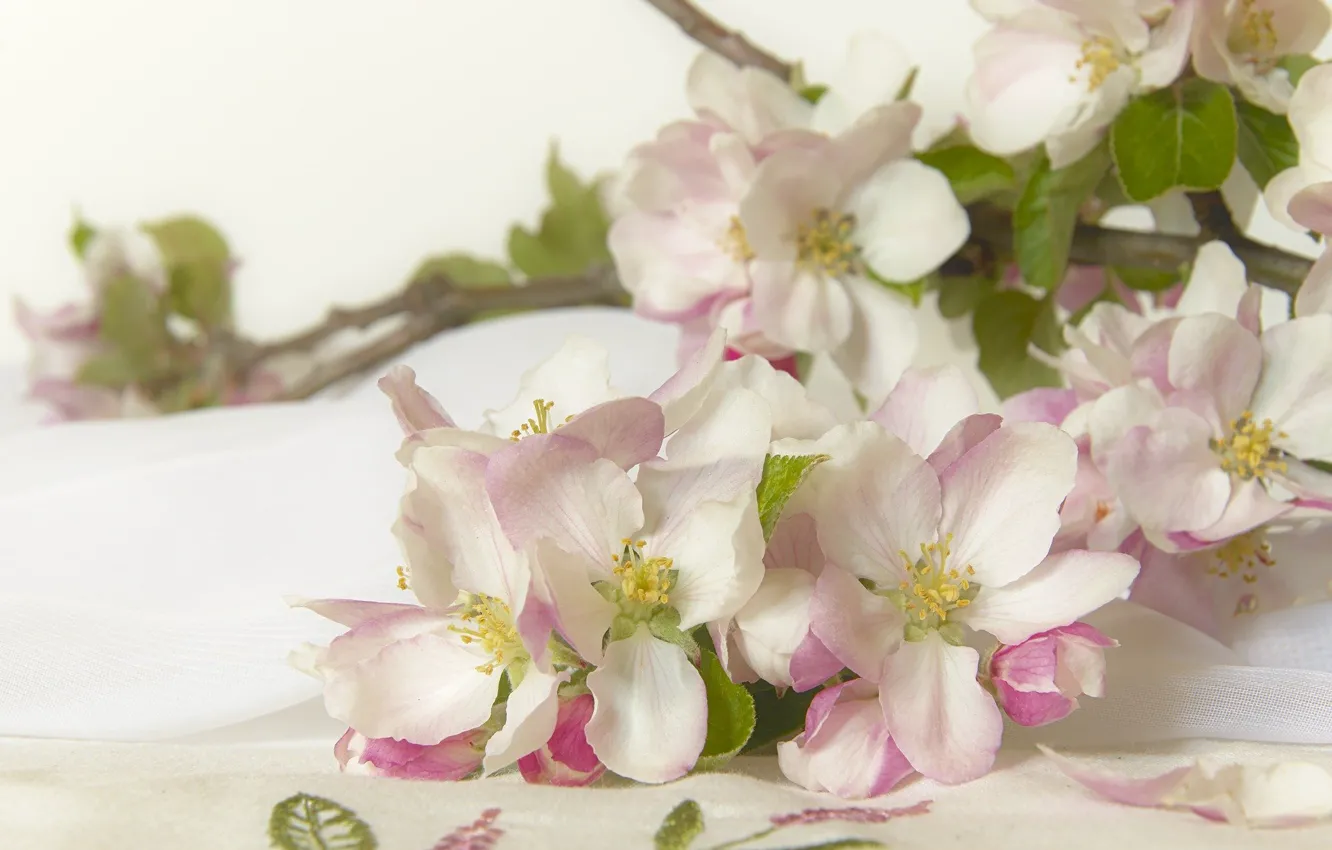 Фото обои Цветы, Цветение, Цветущие Ветки, Apple Blossom