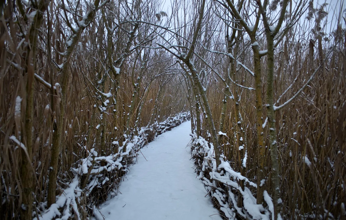 Фото обои зима, лес, снег, дорожка, forest, Winter, snow, path