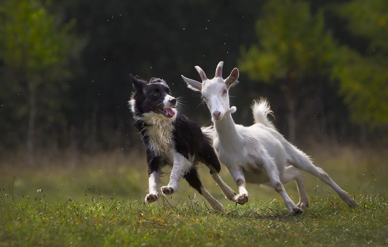 Фото обои животные, трава, природа, собака, пёс, козёл, козлик