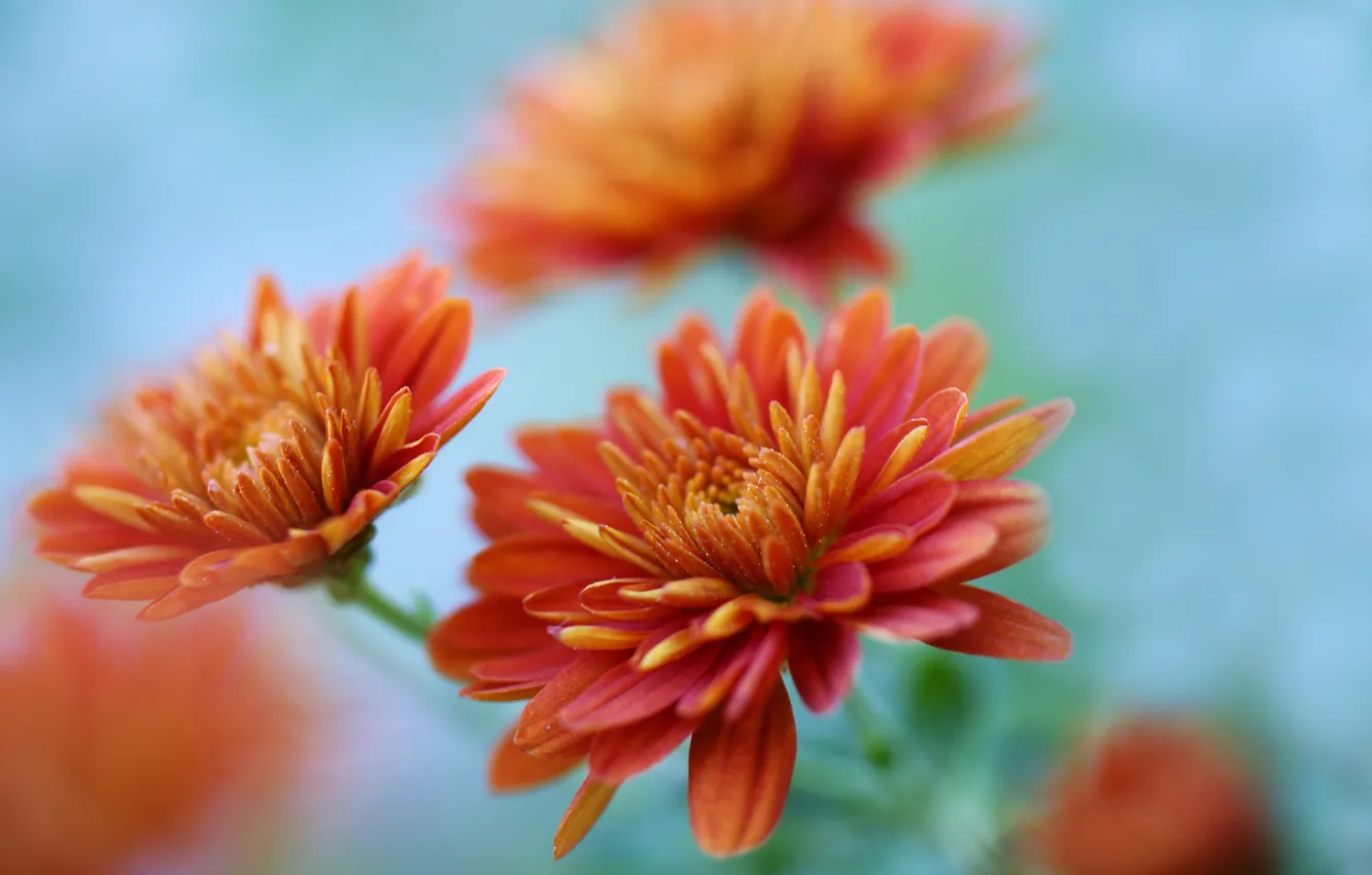 Фото обои цветы, оранжевая, ветка, хризантемы
